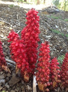snow plant