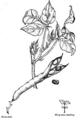 836_39_60-mung-bean-pod