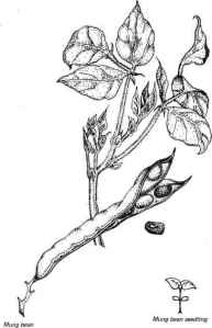 836_39_60-mung-bean-pod