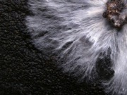 mycelium