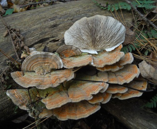 Lenzites_betulina_(L.)_Fr_272952