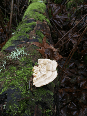 trametes hirsuta