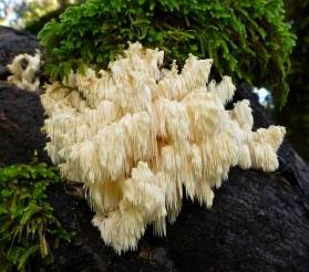 Lions_Mane_Mushroom1.jpg.650x0_q70_crop-smart