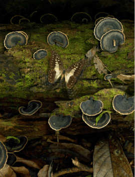 Screen Shot 2018-04-06 at 10.27.09 PM