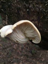 Pleurotus ostreatus