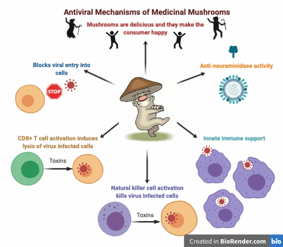 antiviral mechanisms of medicinal mushrooms