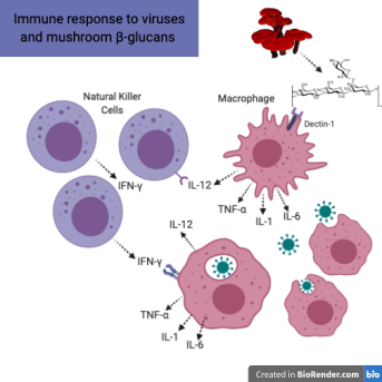 Cancer Cell Interactions